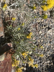 Ericameria discoidea
