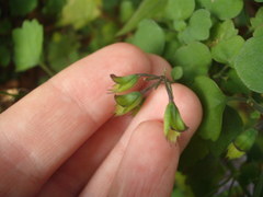 Plectranthus saccatus