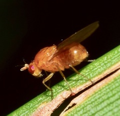 Diptera