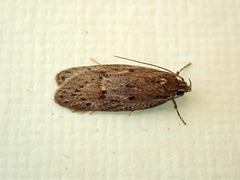 Acantholena siccella