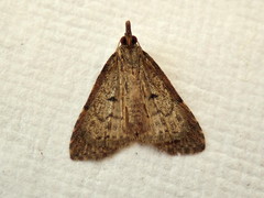 Alapadna pauropis