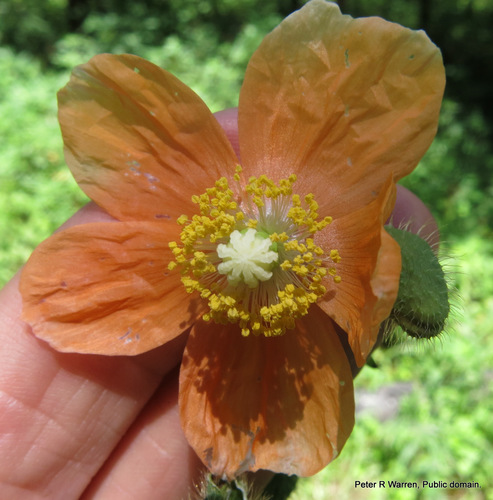 Orange poppy (Afropapaver aculeatum)
