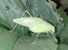 Amblycorypha rotundifolia