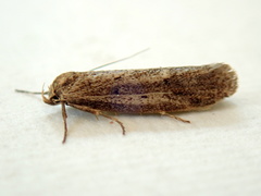 Periallactis monostropha