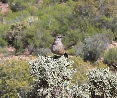 Cercotrichas coryphoeus coryphoeus