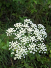 Angelica venenosa