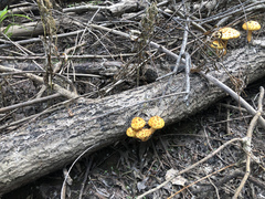 Pholiota