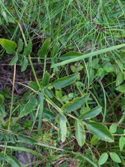 Angelica venenosa