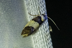 Telecrates laetiorella