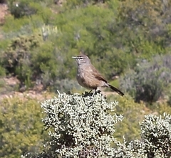 Cercotrichas coryphoeus coryphoeus
