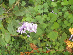 Plectranthus saccatus