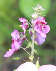 Diascia parviflora