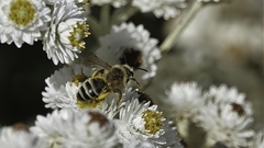 Cnemidandrena
