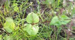Diascia parviflora