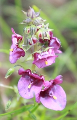 Diascia parviflora