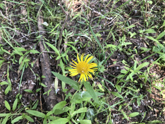 Pentanema britannica