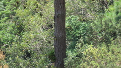 Pinus oocarpa