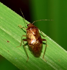 Miridae