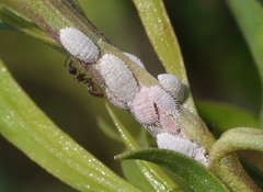 Phenacoccus peruvianus