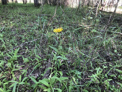 Pentanema britannica