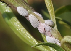 Phenacoccus peruvianus