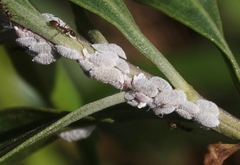 Phenacoccus peruvianus