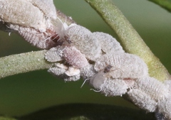 Phenacoccus peruvianus