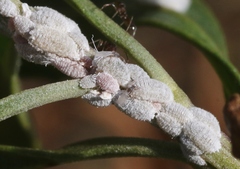 Phenacoccus peruvianus