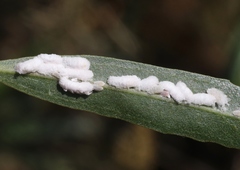 Phenacoccus peruvianus