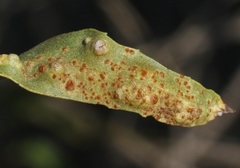Puccinia baccharidis