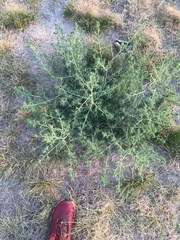 Salsola