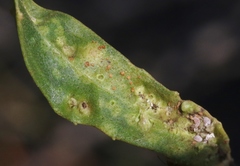 Puccinia baccharidis