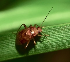 Miridae