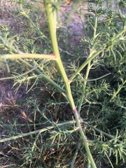 Salsola
