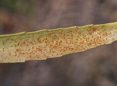 Puccinia baccharidis