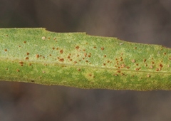 Puccinia baccharidis