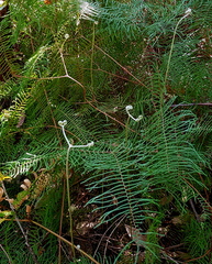 Gleichenia dicarpa
