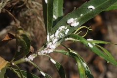 Phenacoccus peruvianus