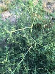 Salsola