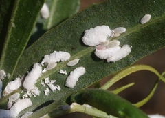 Phenacoccus peruvianus