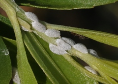 Phenacoccus peruvianus