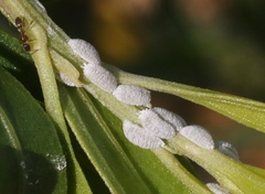 Phenacoccus peruvianus