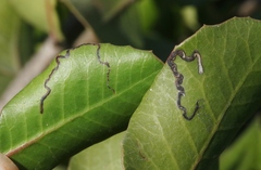 Stigmella prunifoliella
