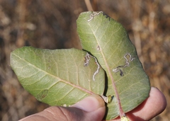 Stigmella prunifoliella
