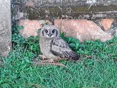 Bubo cinerascens