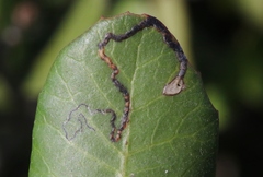 Stigmella prunifoliella