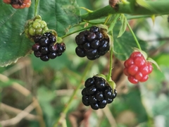 Rubus polonicus
