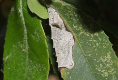 Stigmella heteromelis