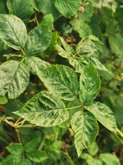 Rubus polonicus