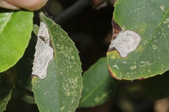 Stigmella heteromelis